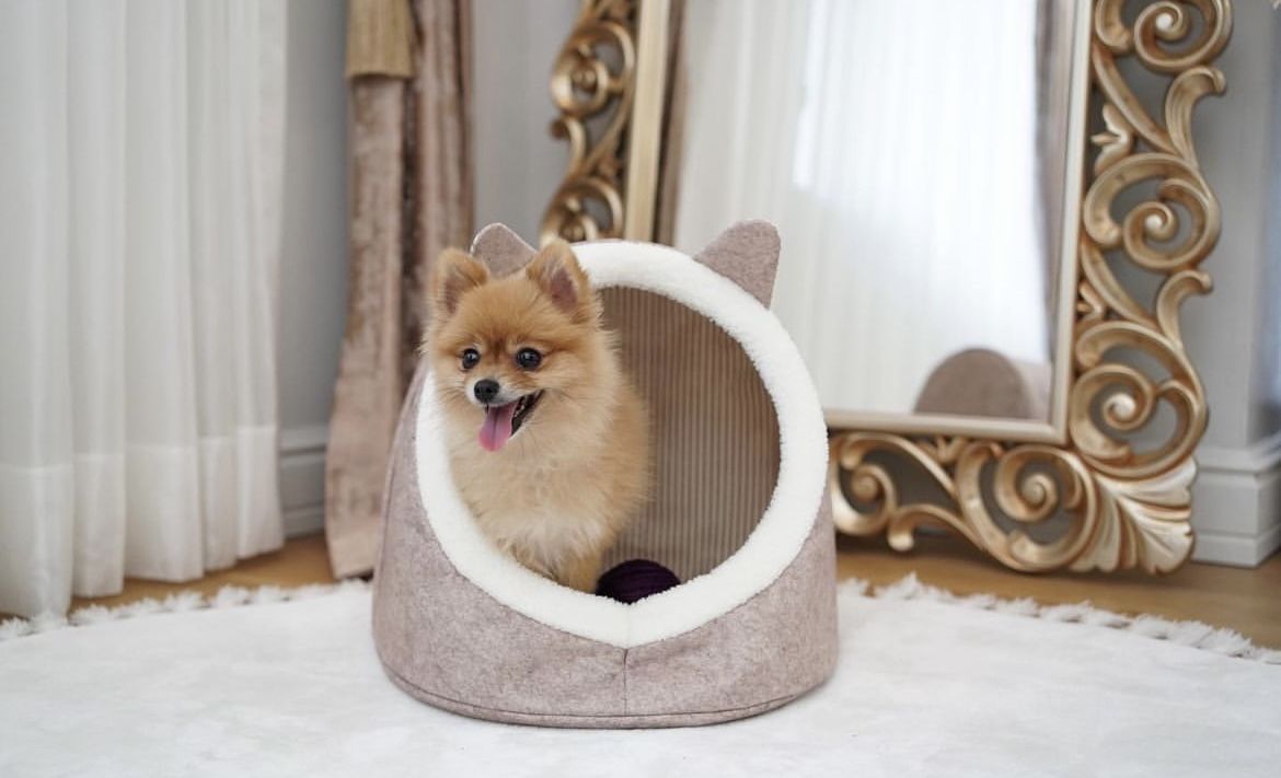 Alas Kedi Köpek Evi